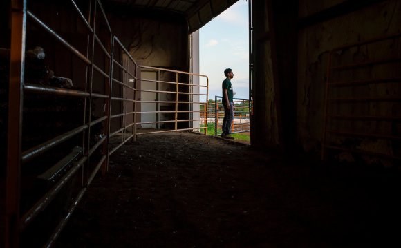 Beef Cattle milk production