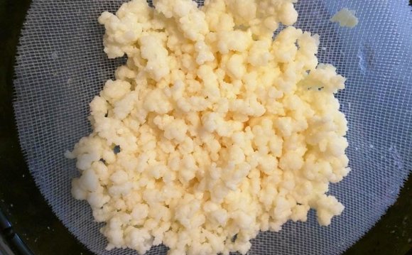 Milk Kefir Grains