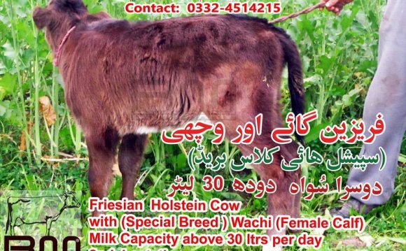 Friesian Holstein Cow with