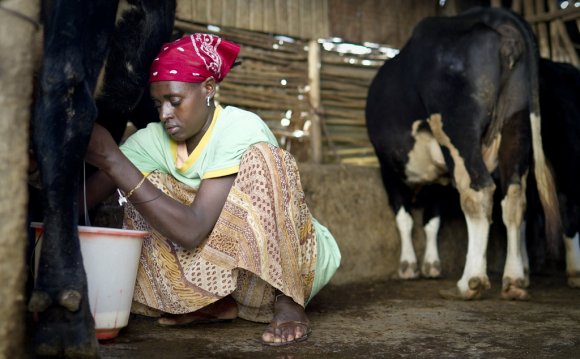 Increasing Milk Production