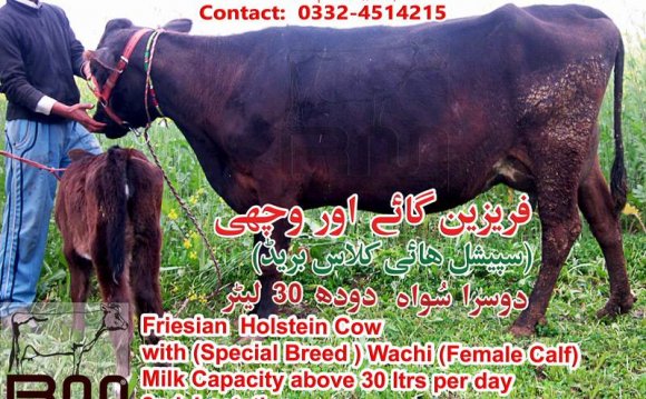 Friesian Cow Milk Production