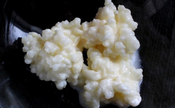 Kefir grains and kombucha