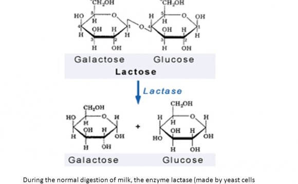 Production of lactose-free