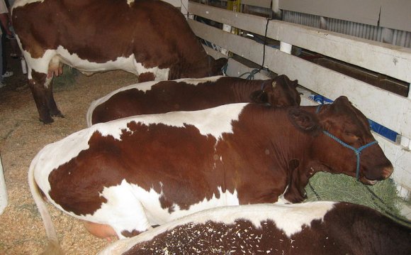 14. Pinzgauer Cattle