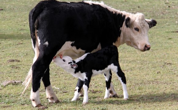 Cow and Calf