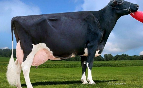 American cows milk production