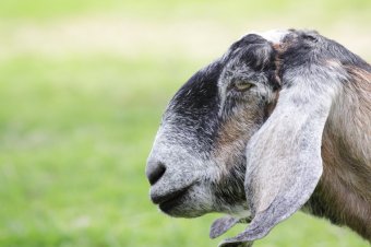 best-goats-for-milk