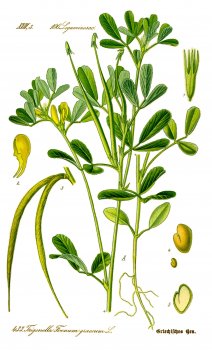 BFB Fenugreek