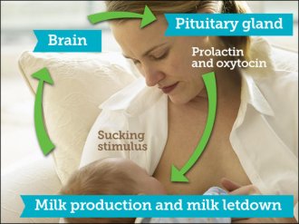 breastfeeding flow chart