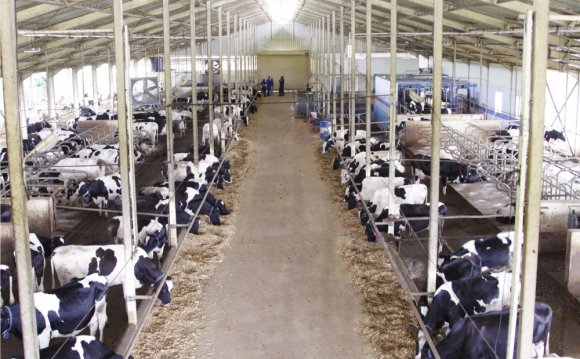 Holstein Cow milk production