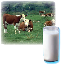 cows and a glass of milk