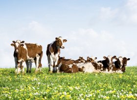 Cows in a field. Before it can be turned into cheese, organic milk must come from a certified organic cow. For products like cheddar cheese to have the certified organic label, both the dairy farm and the cheese processing facility must meet the USDA organic regulations.