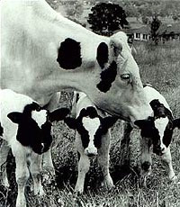 Dairy cow with calves