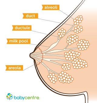 diagram of milk production in the breast