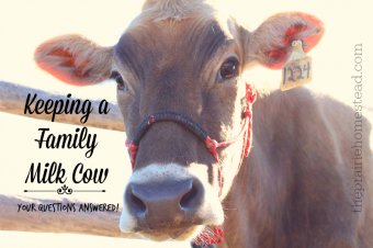 family milk cow