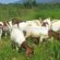 Nubian goats milk production