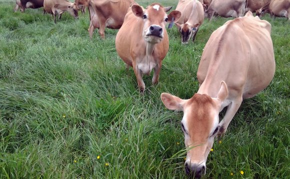 Jersey cows milk production