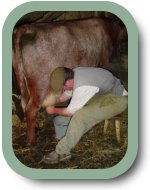 Hand milking a cow, 2007