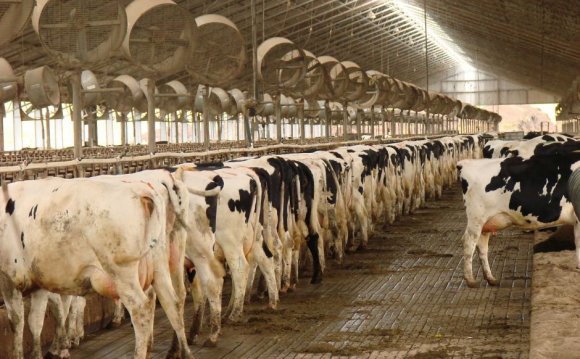 Australian cows milk production
