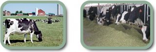 Holstein cows grazing, 2007; Dairy cows at the feeding trough, 2007