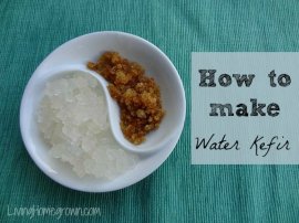 How to make water kefir - Living Homegrown