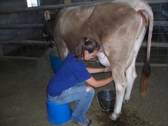 how to milk a cow