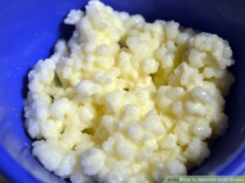 Image titled Maintain Kefir Grains Step 1