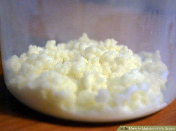 Image titled Maintain Kefir Grains Step 5Bullet2