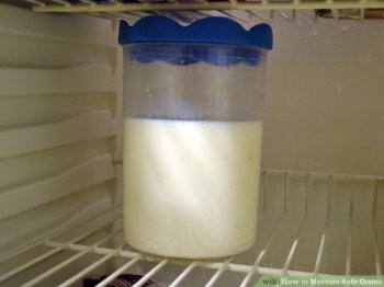 Image titled Maintain Kefir Grains Step 6