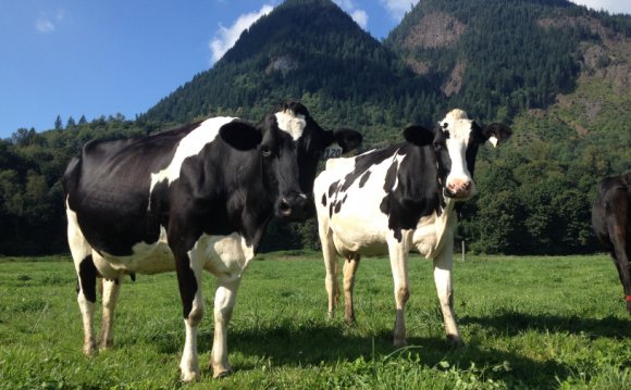 Cow milk production process