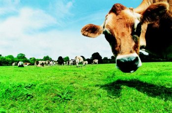 Jersey cows are much more common in commercial dairies than Guernseys.