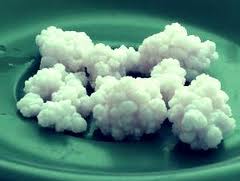 Kefir grains look like cauliflower florets