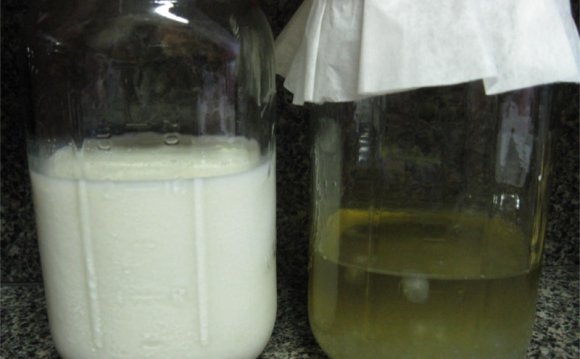 Water kefir grains VS milk kefir grains