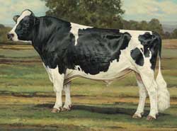 Modern Ideal Holstein Bull