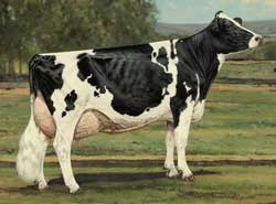 Modern Mature Holstein Cow