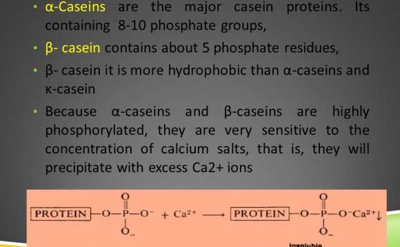 What contains Casein protein?