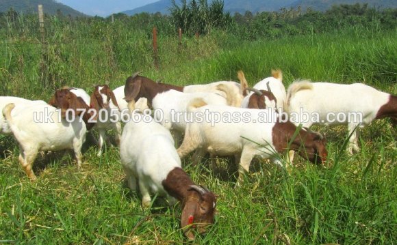 Nubian goats milk production