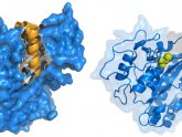 Alpha S1 Casein protein