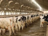 Australian cows milk production