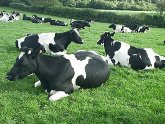 Boosting milk production