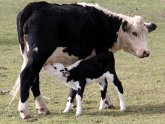 Dairy cows pregnant to produce milk