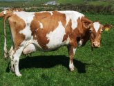 Guernsey cows milk production