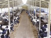 Holstein Cow milk production