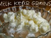Kefir grains Online