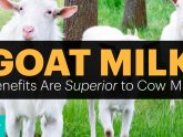 Milk kefir Nutrition Facts