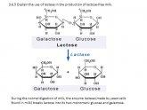 Production of lactose free milk