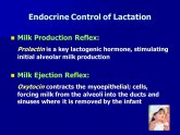 Prolactin milk production