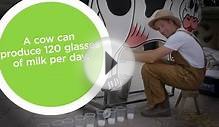 A cow can produce 120 glasses of milk per day. #MuseumsExplain