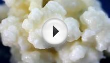 Buy Milk Kefir Grains Canada- Canadian Grown Kefir Grains