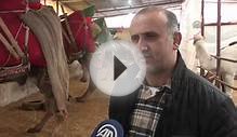 Camel milk production in Turkey